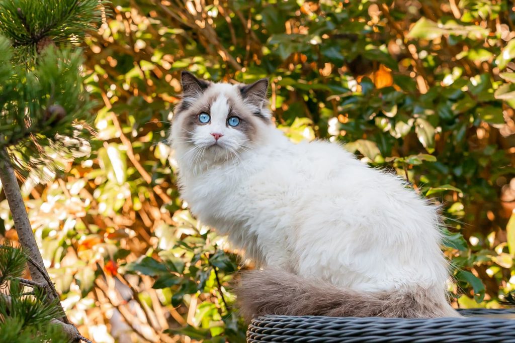 altair pretty ragdoll cat